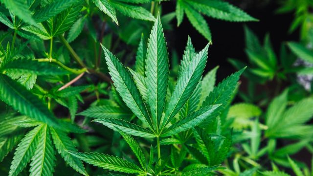 Hemp Farmers Confront Uncertain Future a