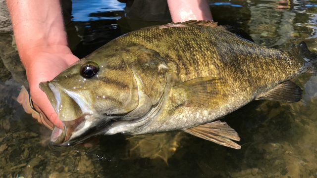 Reviving Classic Fishing Techniques for Fall Smallmouth Bass